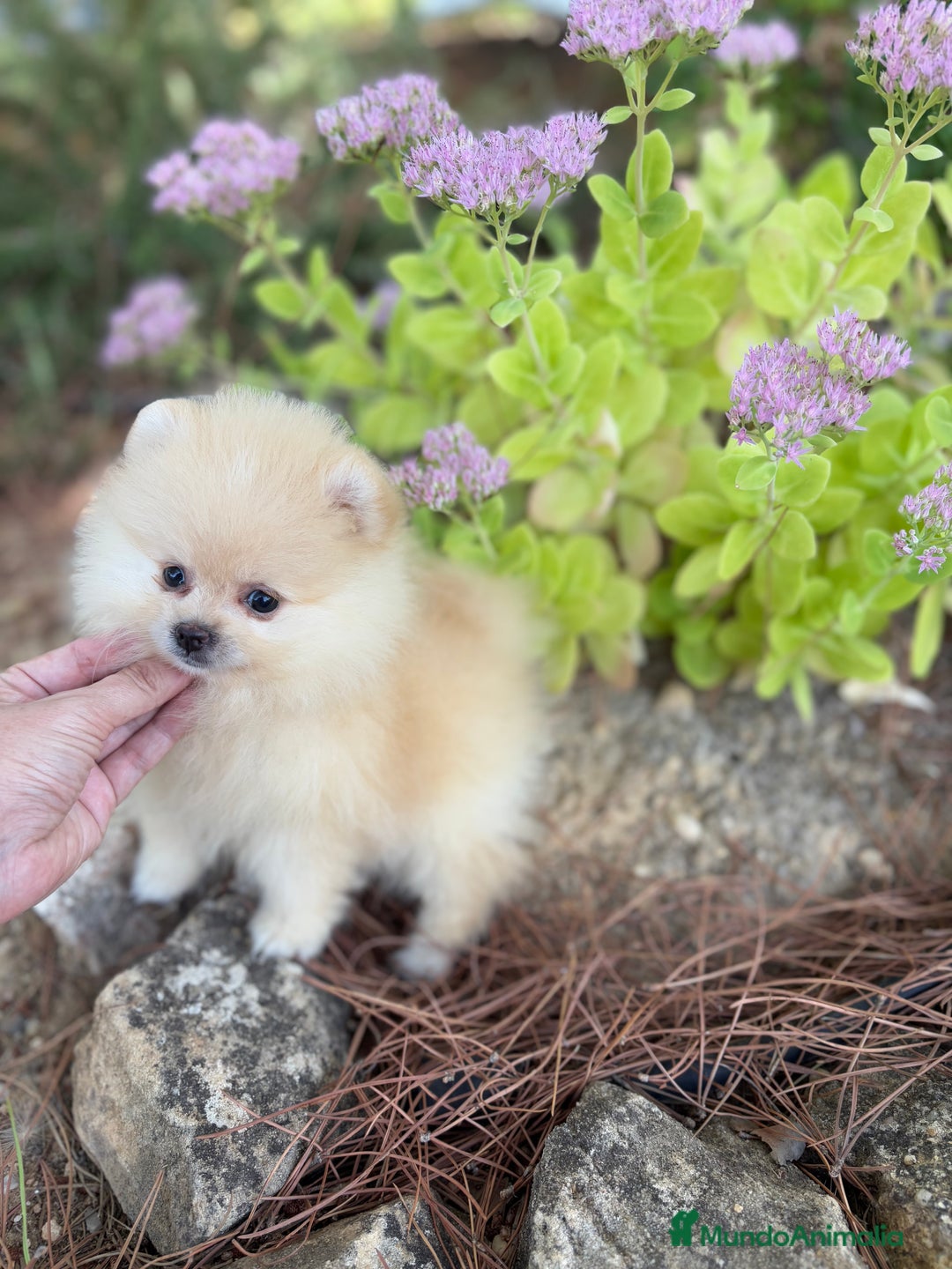Pomerania perros en venta: Pomerania listos para entregar!!! - Imagen 1