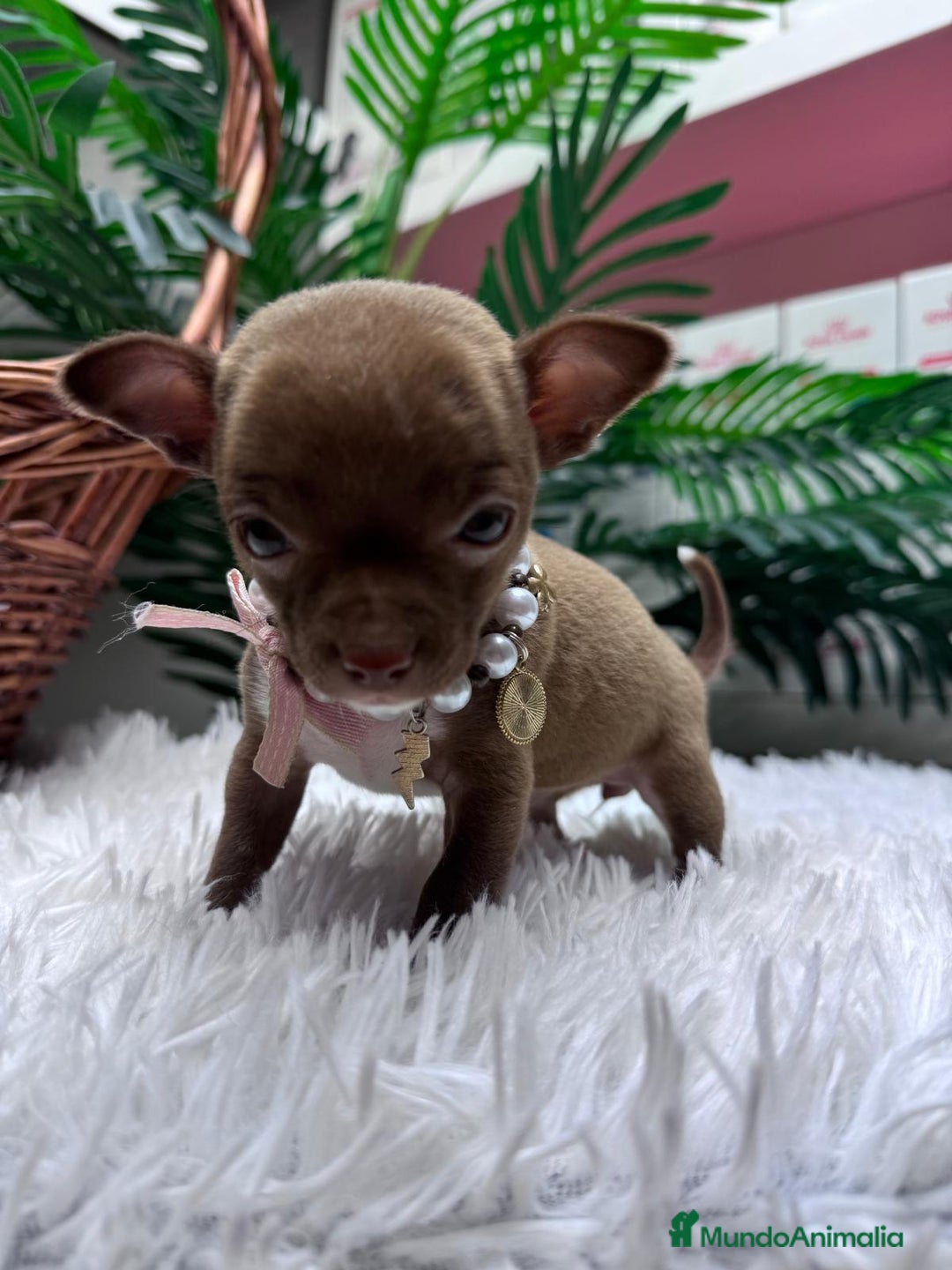 Chihuahua perros en venta: CHIHUAHUA HEMBRA - Anuncio 10