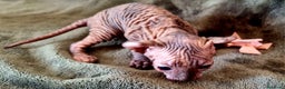 Sphynx gatos en venta: Increible ELFA en Madrid - Anuncio 3