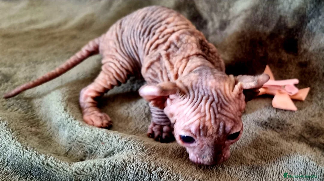 Sphynx gatos en venta: Increible ELFA en Madrid - Anuncio 3
