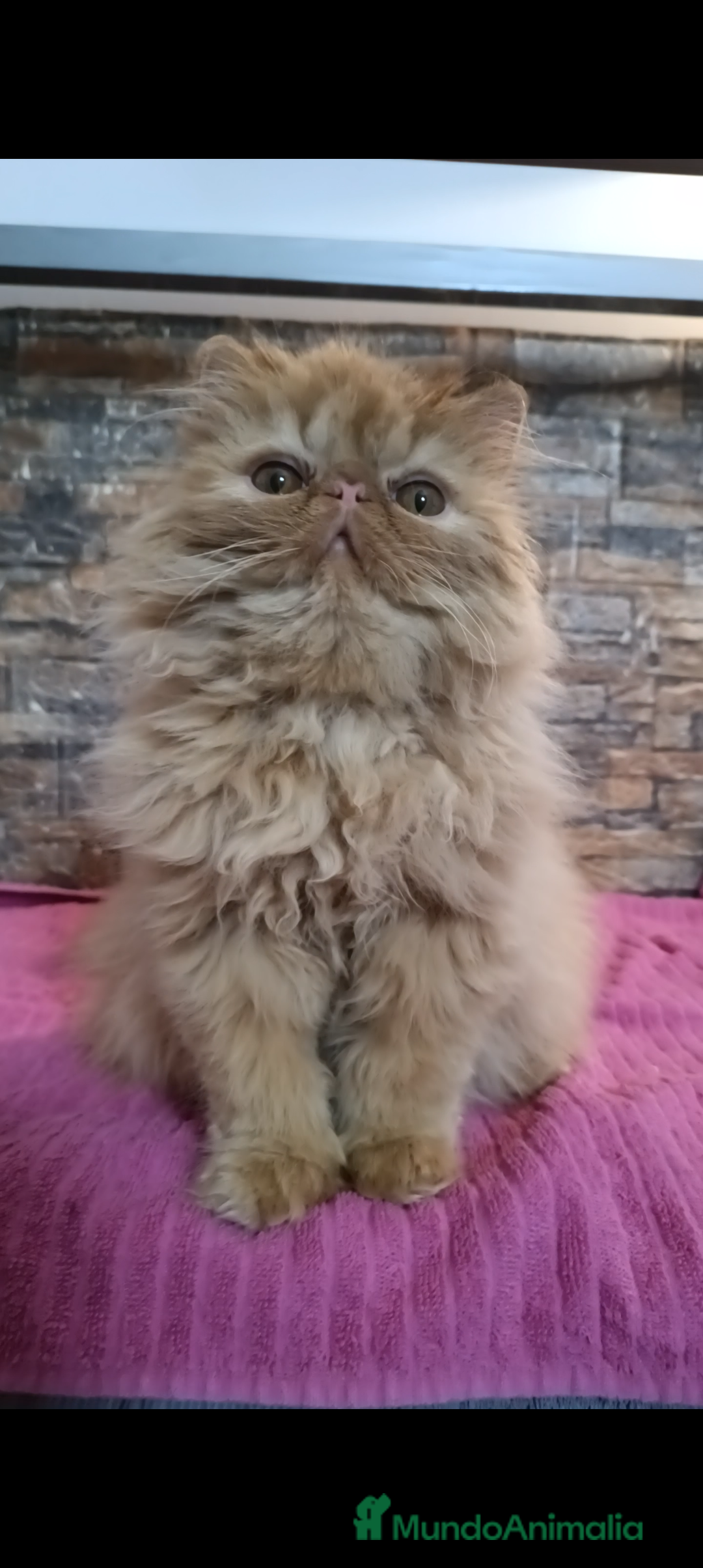 Persa gatos en venta: Gatita Persa Roja - Anuncio 5