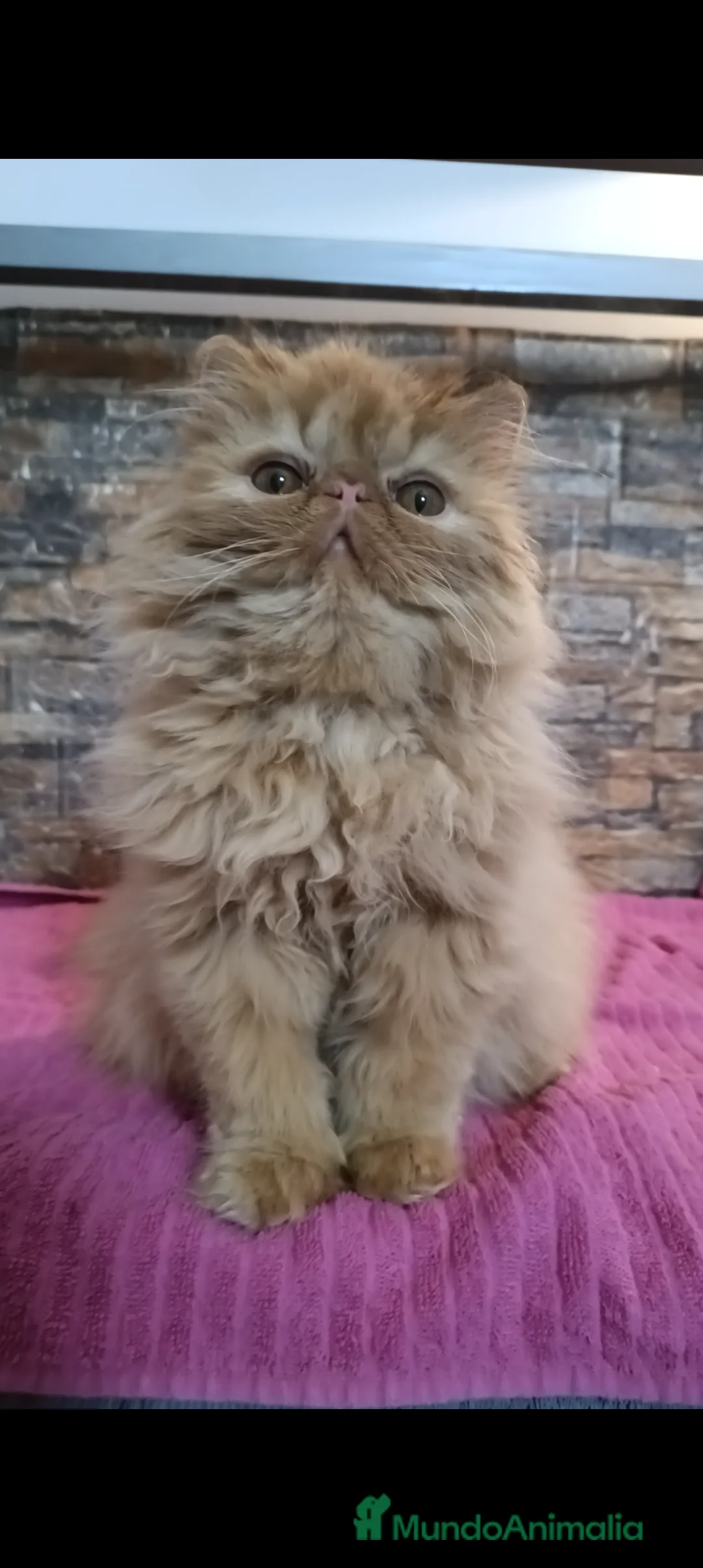 Persa gatos en venta: Gatita Persa Roja - Anuncio 5