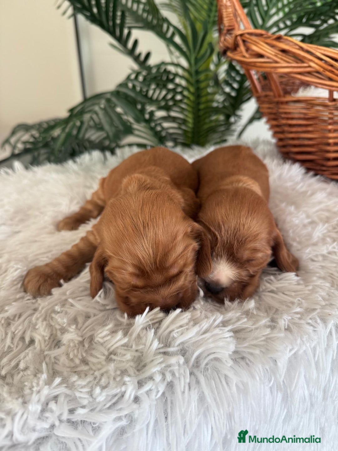 Cocker Spaniel Inglés perros en venta: COCKER SPANIEL INGLES - Anuncio 3