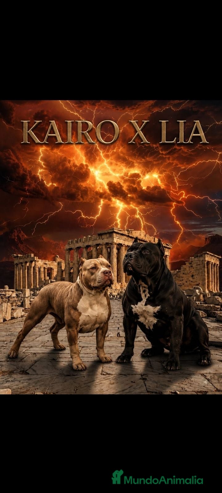 American Bully perros American bully XL - Anuncio 3