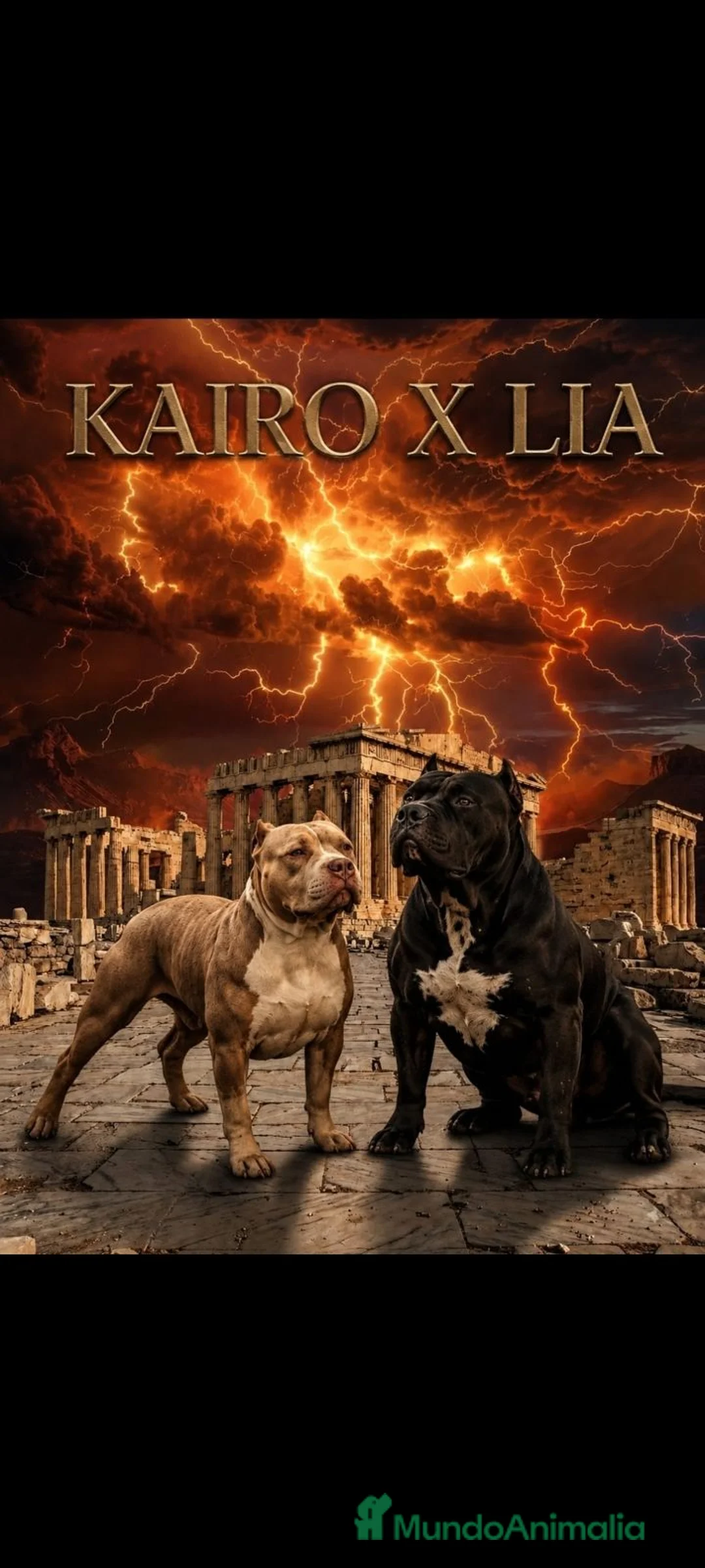American Bully perros en venta: American bully XL - Anuncio 1