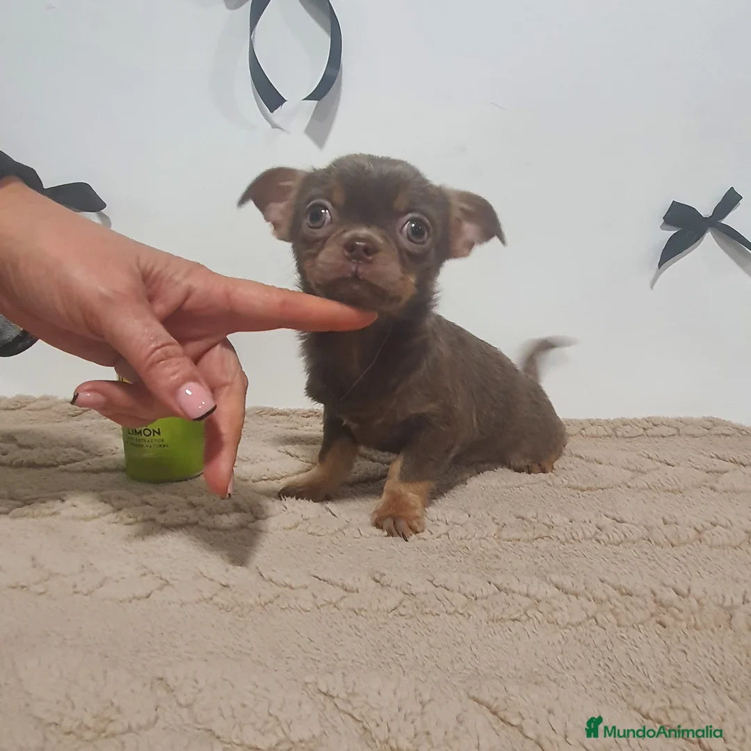Chihuahua perros en venta: Chihuahua mini - Anuncio 5