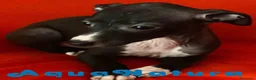 Pequeño Lebrel Italiano perros en venta: Lebrel Italiano Hembra 6224 de BN- AQUANATURA en Barcelona - Anuncio 3
