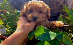 Caniche Toy perros en venta: Caniches toy  - Imagen 6