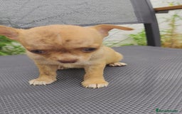 Chihuahua perros en venta: Hembra chihuahua merle  - Imagen 1