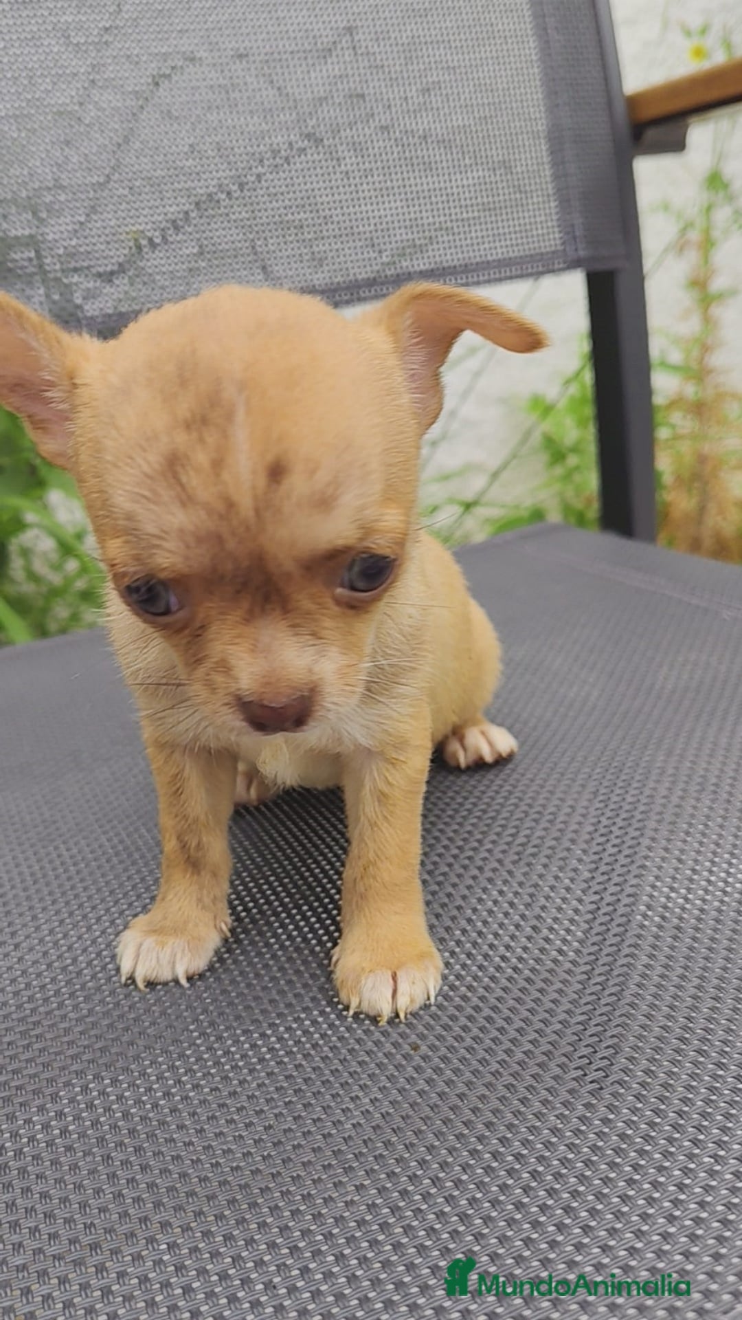 Chihuahua perros en venta: Hembra chihuahua merle  - Imagen 1