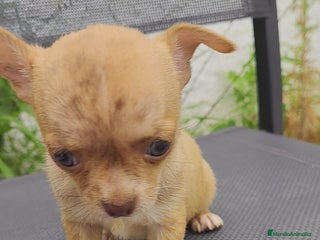Chihuahua perros - Anuncio 2