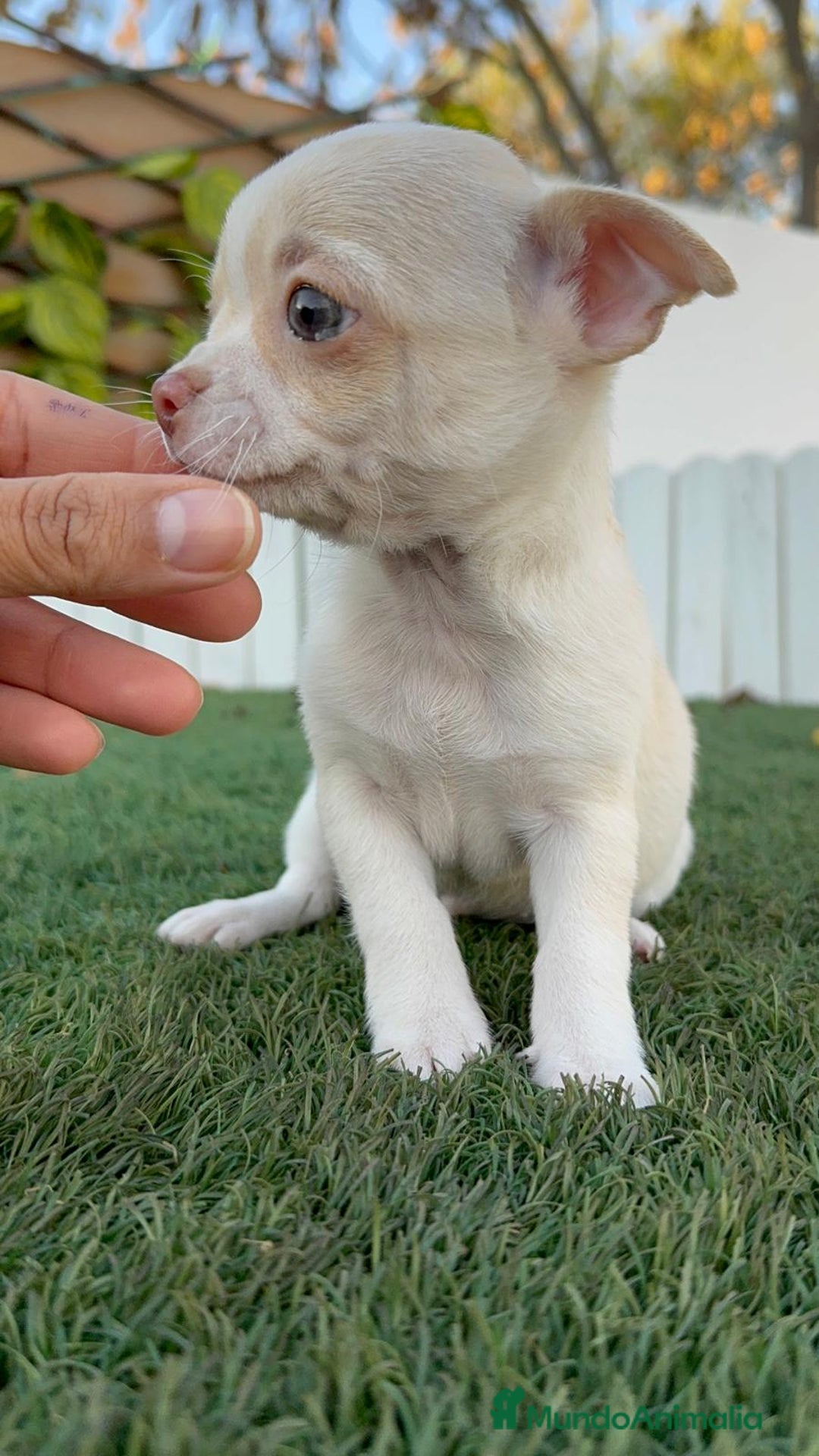 Chihuahua perros en venta: CHIHUAHUA MACHO - Anuncio 13