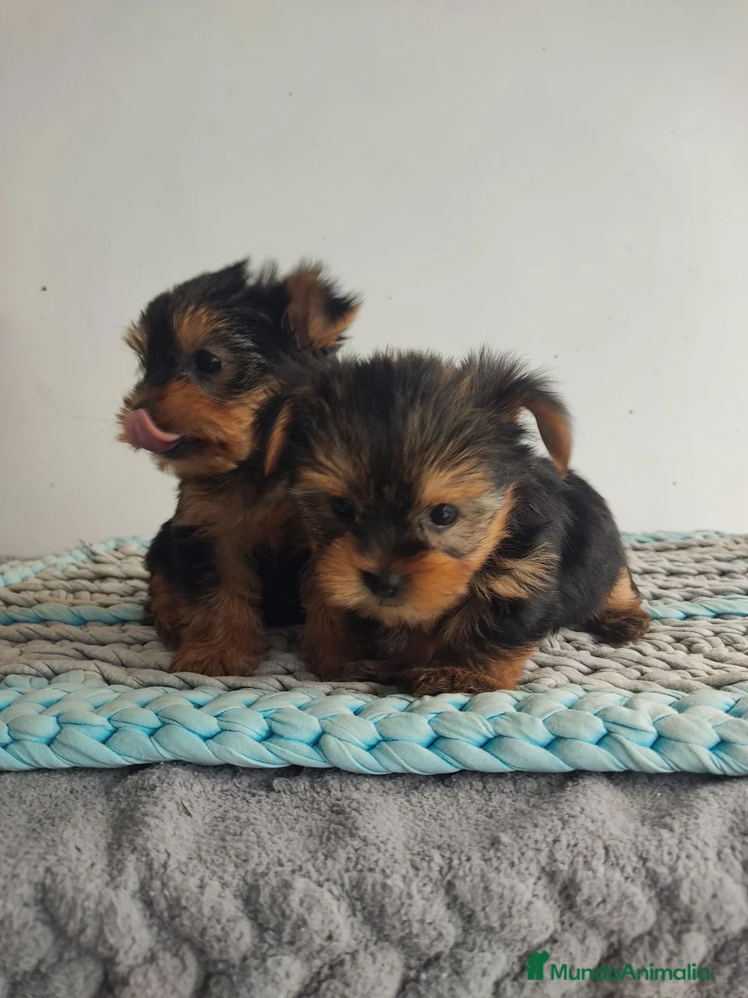 Yorkshire Terrier perros en venta: Yorkshire toy - Anuncio 4