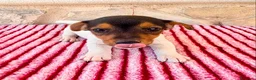 Jack Russell Terrier perros en venta: Jack Russell terrier  - Anuncio 12