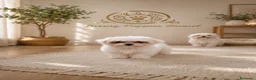 Bichón Maltés perros en venta: Bichon maltes linea coreana  - Anuncio 1