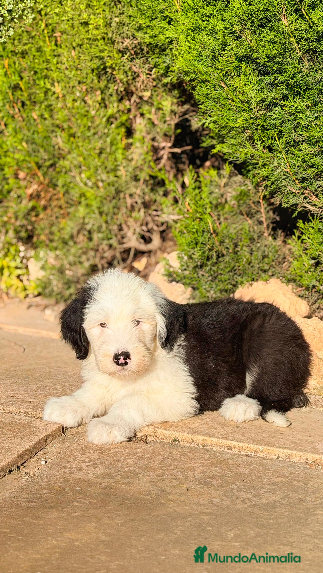 Antiguo Perro de Pastor Inglés - Bobtail perros en venta: HERMOSO BOBTAIL MACHO CACHORRO - Anuncio 2