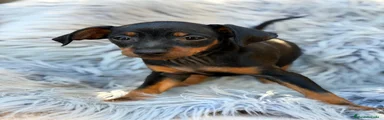Pinscher Miniatura 2
