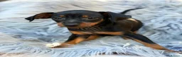 Pinscher Miniatura perros en venta: MINI PINCHER NEGRO FUEGO  - Anuncio 7