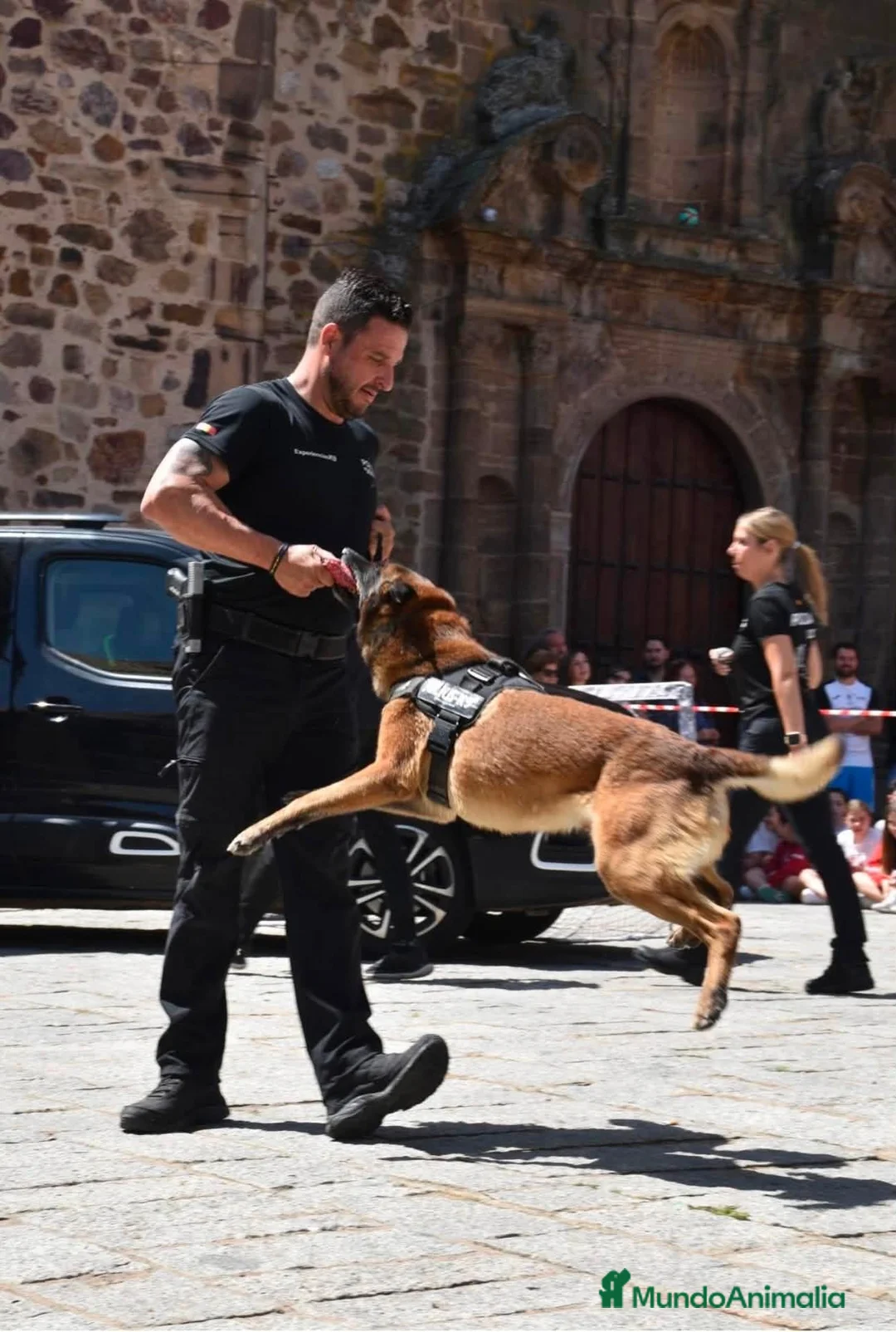 Pastor Belga Malinois perros en venta: MALINOIS LÍNEA DE TRABAJO PADRES POLICÍAS  en Barcelona - Anuncio 8