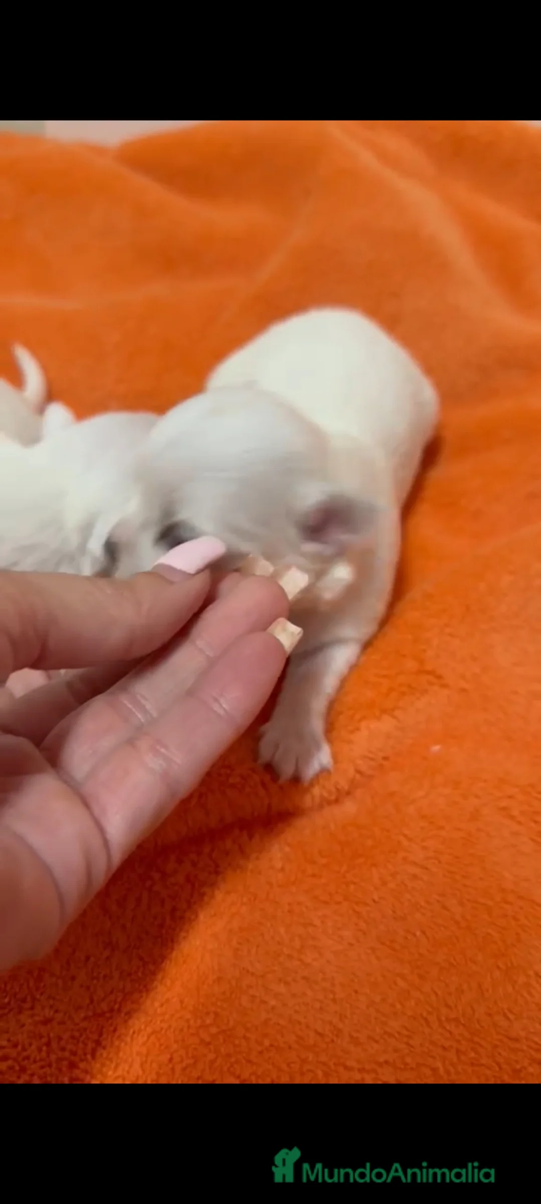 Chihuahua perros en venta: Chihuahua miniatura - Anuncio 2