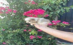 Pomerania perros en venta: Lulu pomerania  - Imagen 9