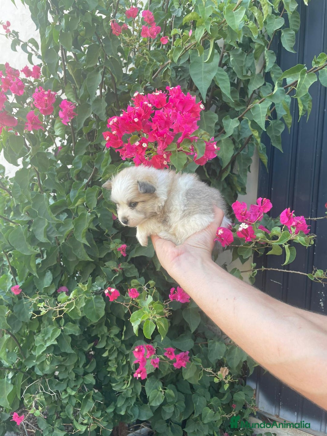 Pomerania perros en venta: Lulu pomerania  - Imagen 9
