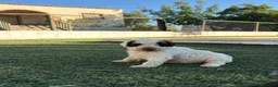 Perro de Agua Español perros en venta: PERRO DE AGUA - Anuncio 2
