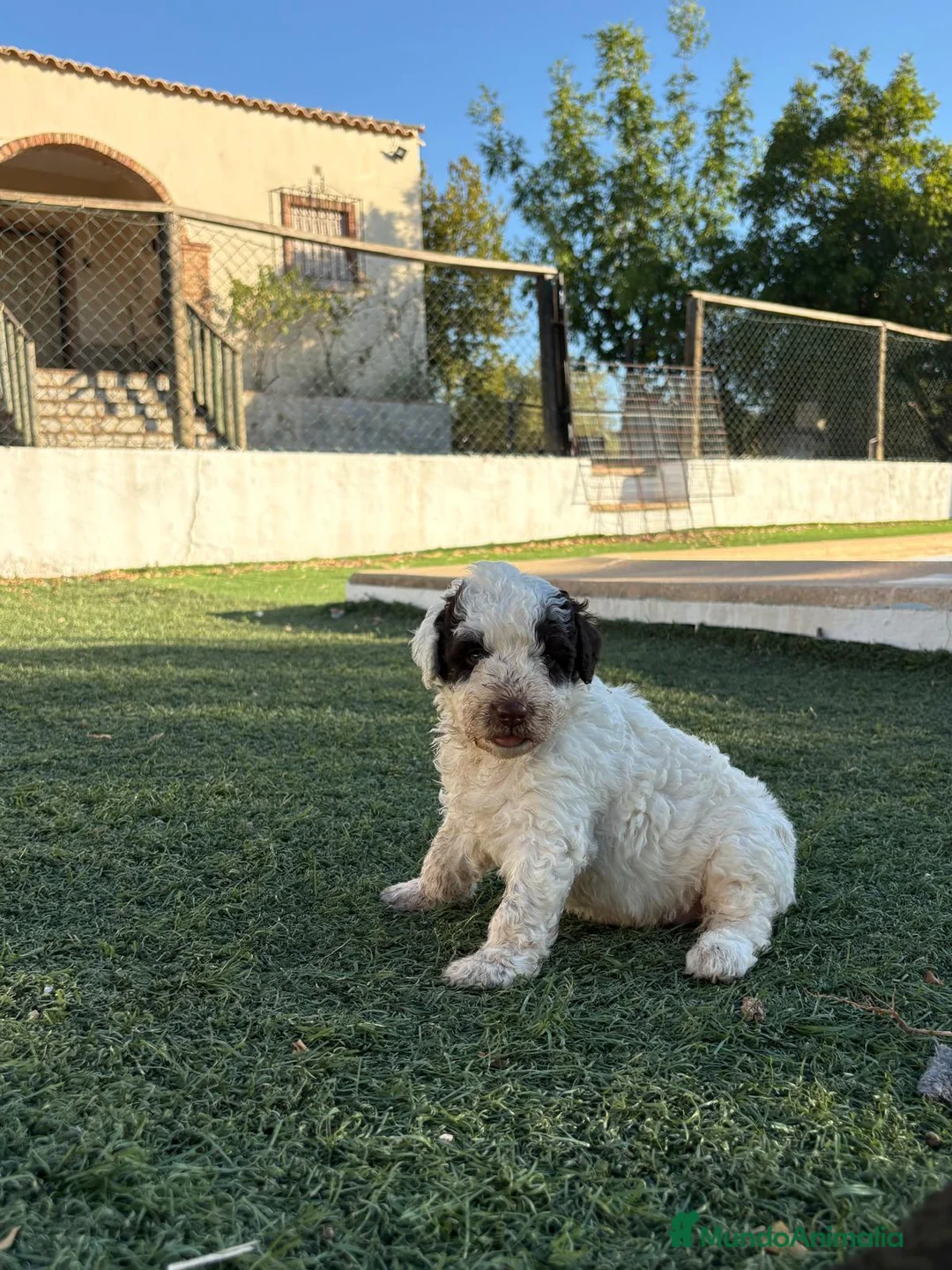 Perro de Agua Español perros en venta: PERRO DE AGUA - Anuncio 2