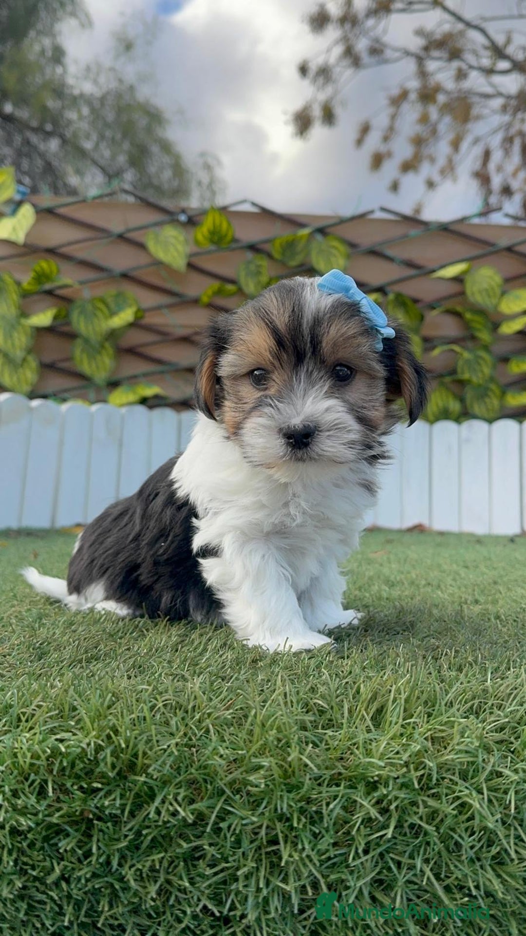 Yorkshire Terrier perros en venta: YORKSHIRE BIEWER - Anuncio 3