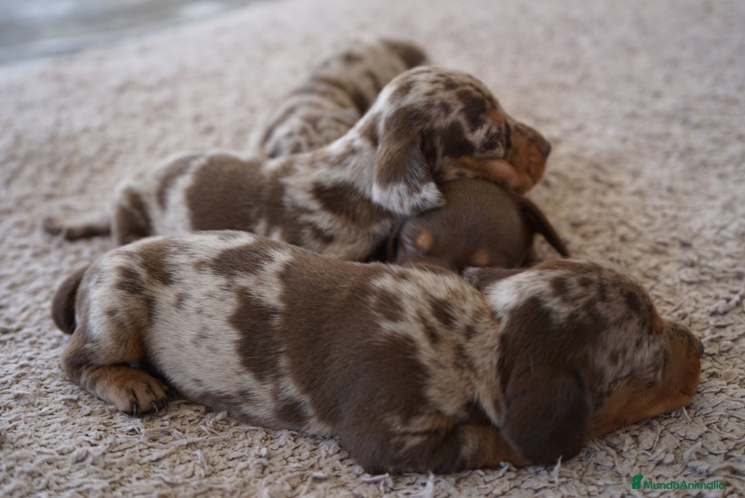 Teckel Miniatura perros en venta: 🐾Frixco, Calypso & Sunny💚 ¡Explosión de ternura! - Imagen 4
