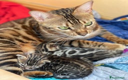 Bengalí gatos en venta: Machito y Hembrita Gato Bengalí - Imagen 1