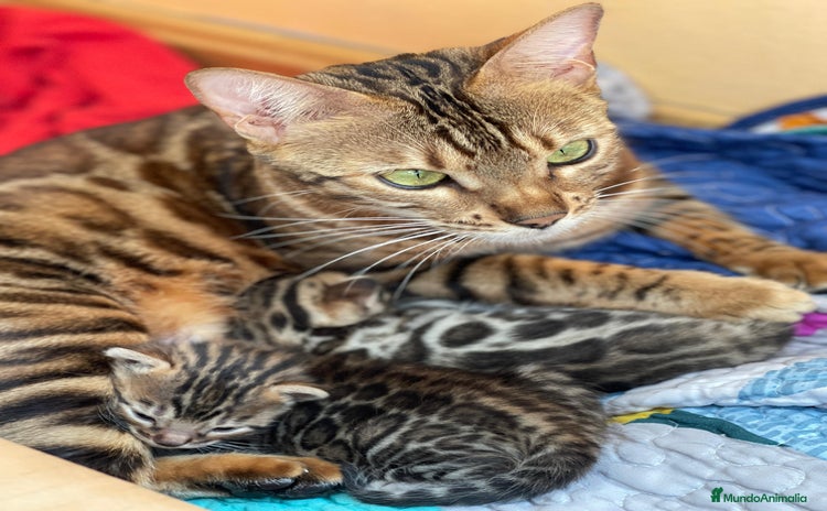 Bengalí gatos - Anuncio 1