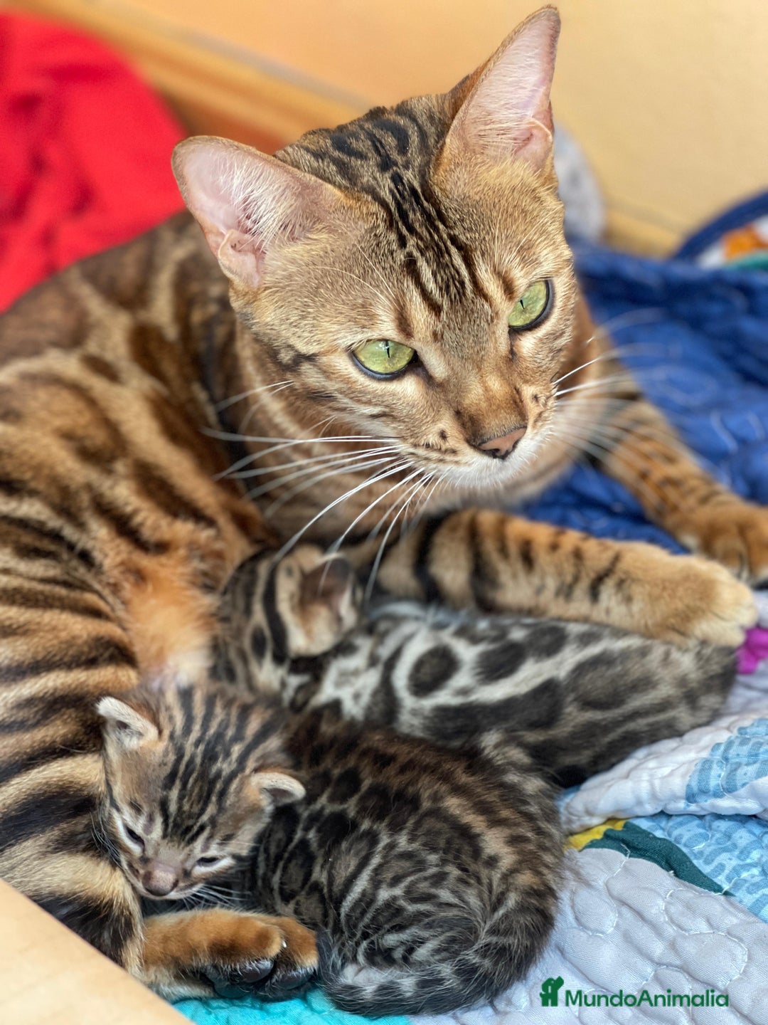 Bengalí gatos en venta: Machito y Hembrita Gato Bengalí - Imagen 1