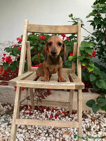 Teckel perros en Valencia - Anuncio 11