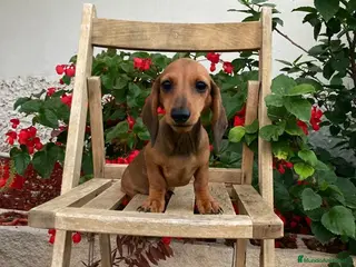 Teckel perros Teckel kanichen con documentación - Anuncio 9