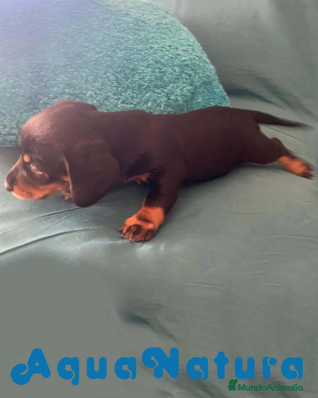 Teckel perros en venta: Teckel Hembra de Tita Junior 5843  AQUANATURA en Barcelona - Anuncio 3