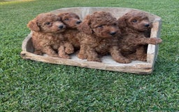 Caniche Toy perros en venta: Caniche Toy Rojo ❤️ - Imagen 1