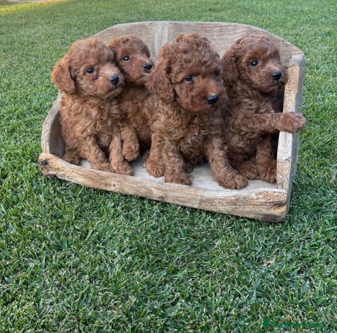 Caniche Toy perros en venta: Caniche Toy Rojo ❤️ - Imagen 1