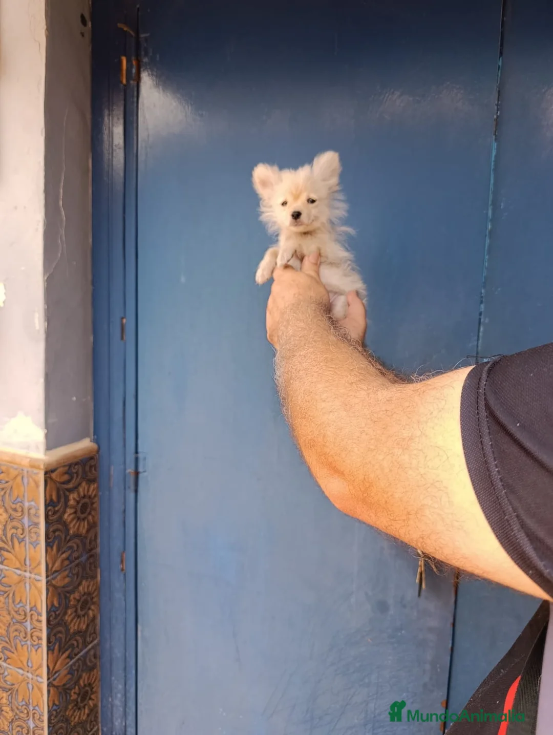 Pomerania perros en venta: Pomerania macho en muda económico  - Anuncio 2