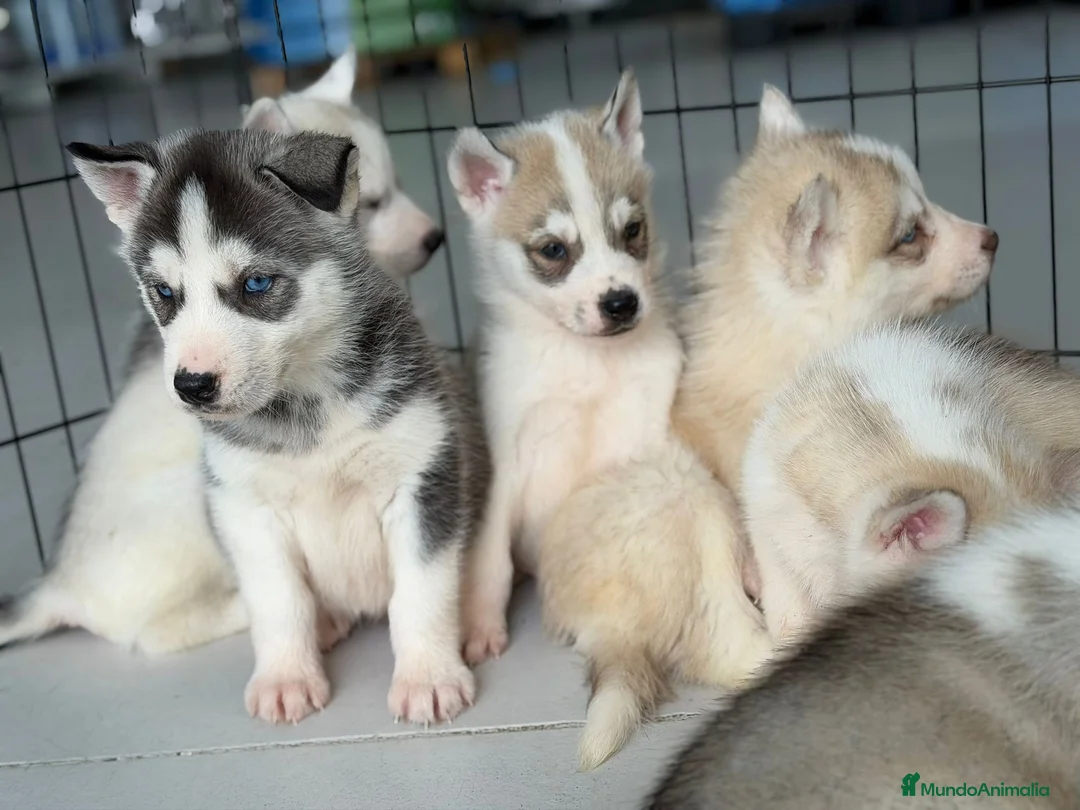 Husky Siberiano perros en venta: HUSKY  - Anuncio 4