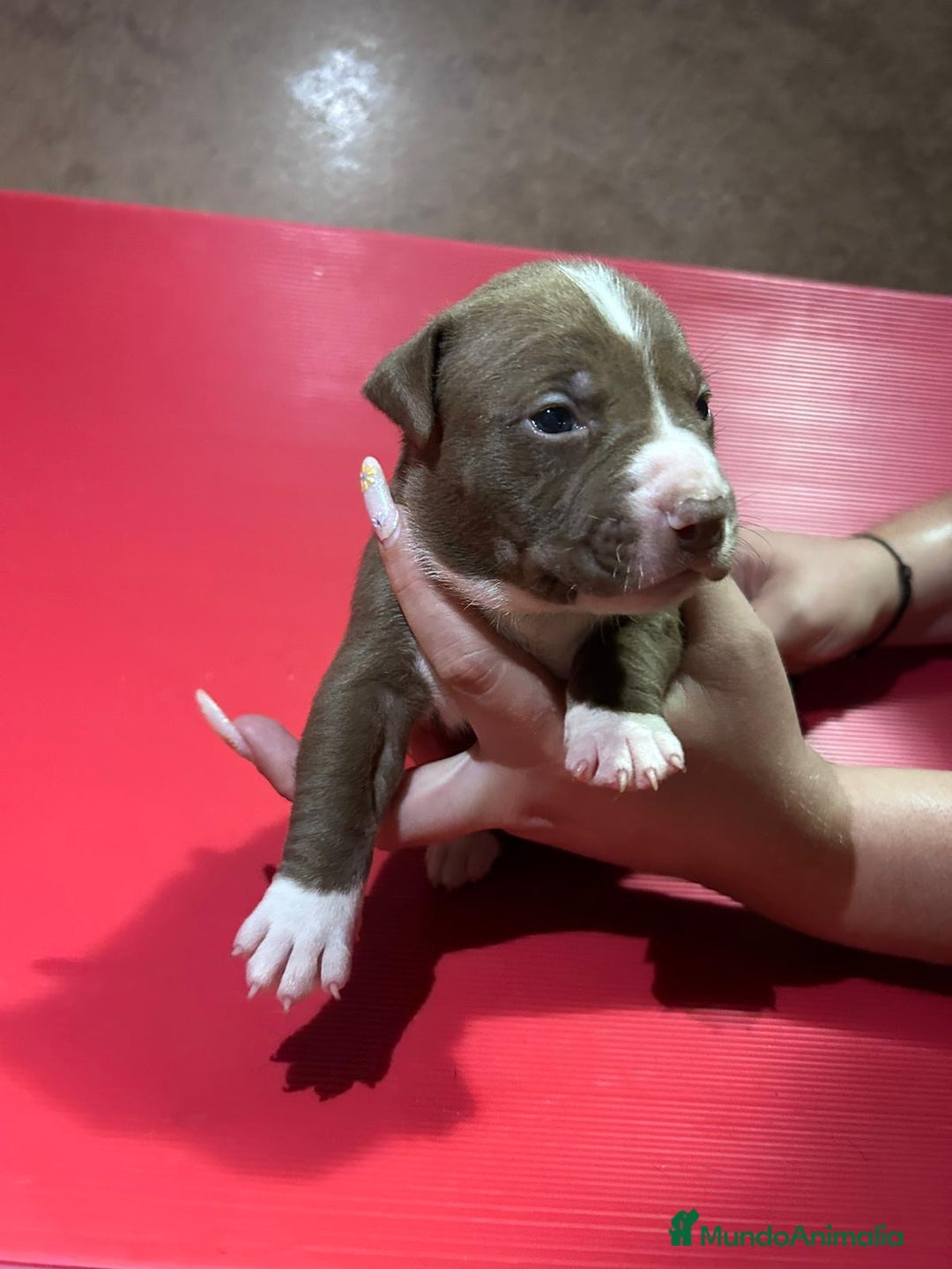 American Pit Bull Terrier perros en venta: camada American Pitbull Terrier  - Imagen 20
