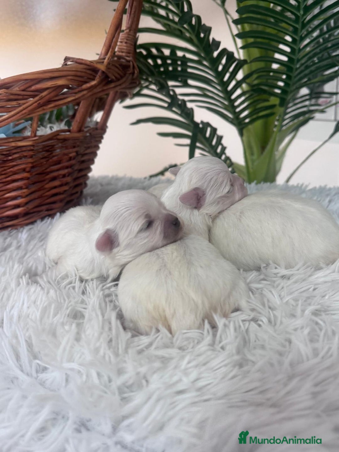 Bichón Maltés perros en venta: BICHON MALTES - Anuncio 14