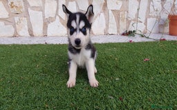 Husky Siberiano perros en venta: Encantadores cachorros Husky Siberiano  - Imagen 2