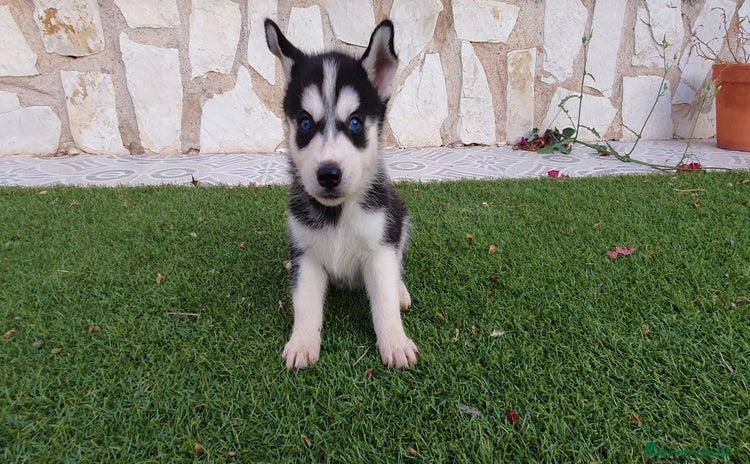 Husky Siberiano perros - Propaganda 1