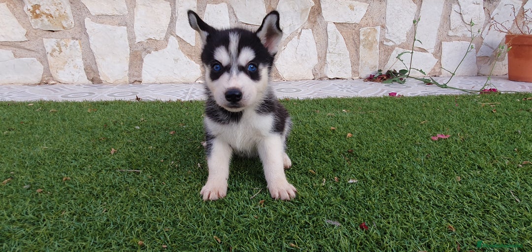 Husky Siberiano perros en venta: Encantadores cachorros Husky Siberiano  - Imagen 2