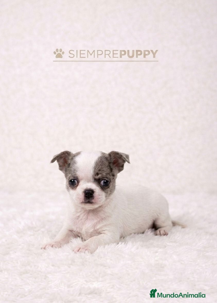 Chihuahua perros CHIHUAHUA TOY EXÓTICO - Anuncio 1