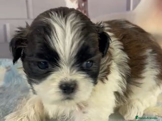 Shih Tzu perros - Anuncio 36
