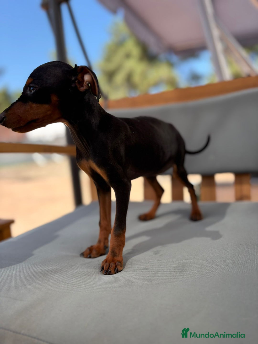 Pinscher Miniatura perros en venta: Mini-pinscher hembra  - Imagen 4