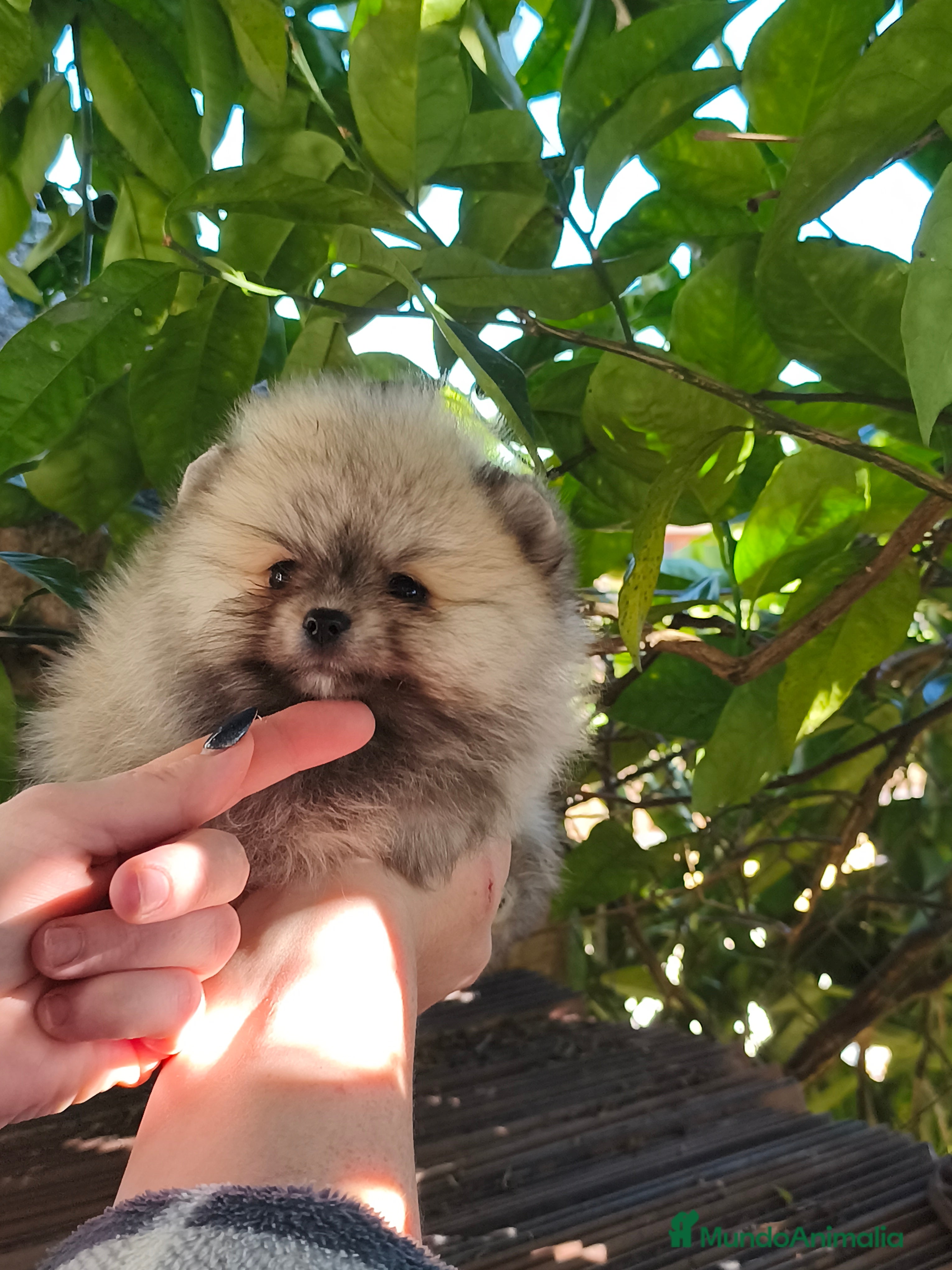 Pomerania perros Pomeranian línea rusa y coreana Madrid y Cáceres  - Anuncio 20