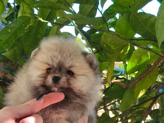 Pomerania perros Pomeranian línea rusa y coreana Madrid y Cáceres - Anuncio 1